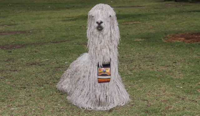 Komondor köpeği