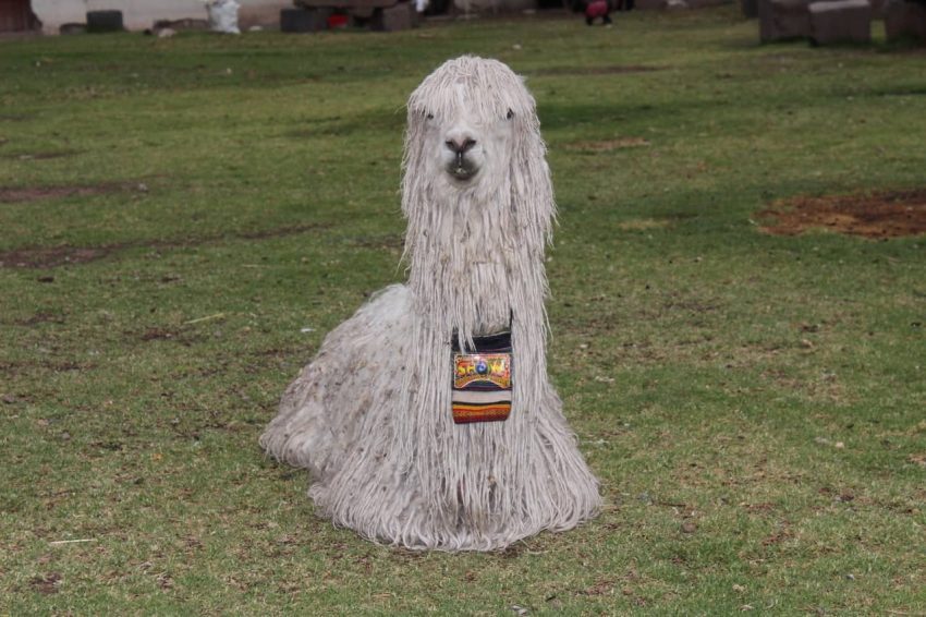 Komondor köpeği