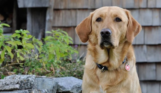 Labrador Retriever köpeği