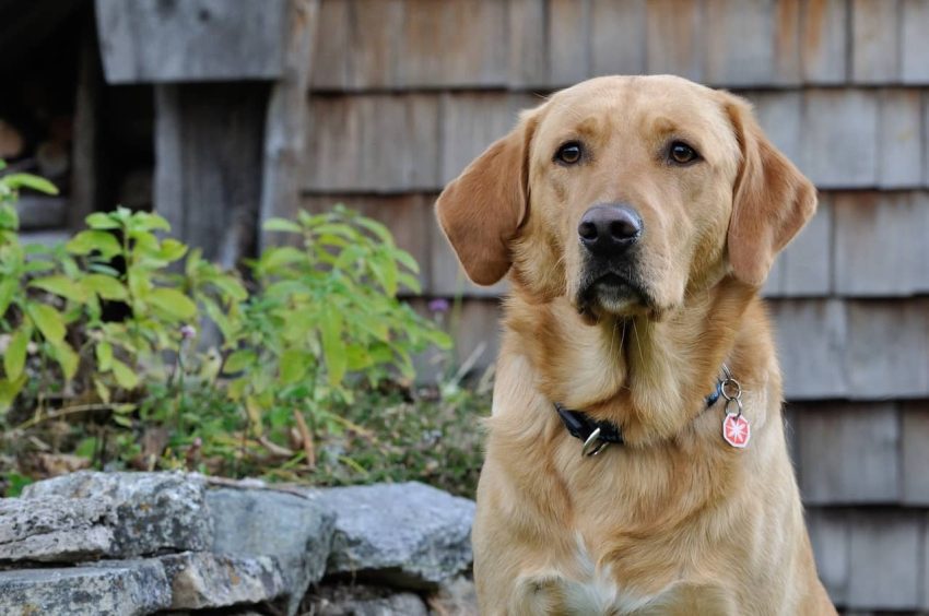 Labrador Retriever köpeği