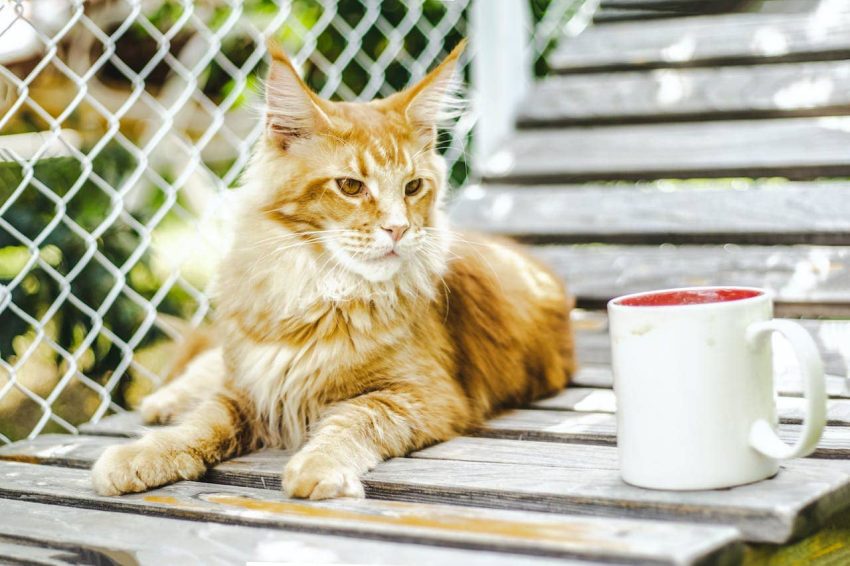 Maine Coon Kedisi