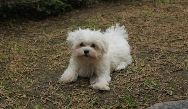 Maltese Terrier köpeği