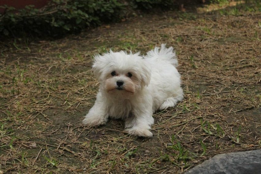 Maltese Terrier köpeği