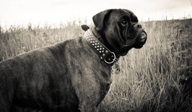 Neapolitan Mastiff köpeği