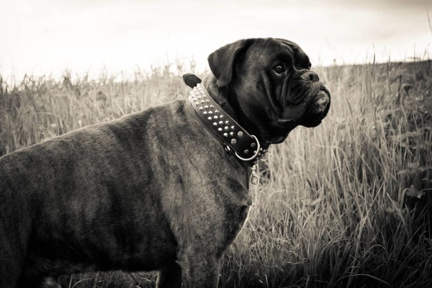 Neapolitan Mastiff Köpeği