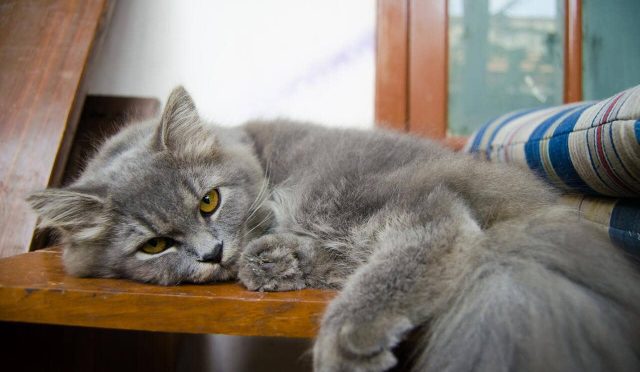 Nebelung Kedisi