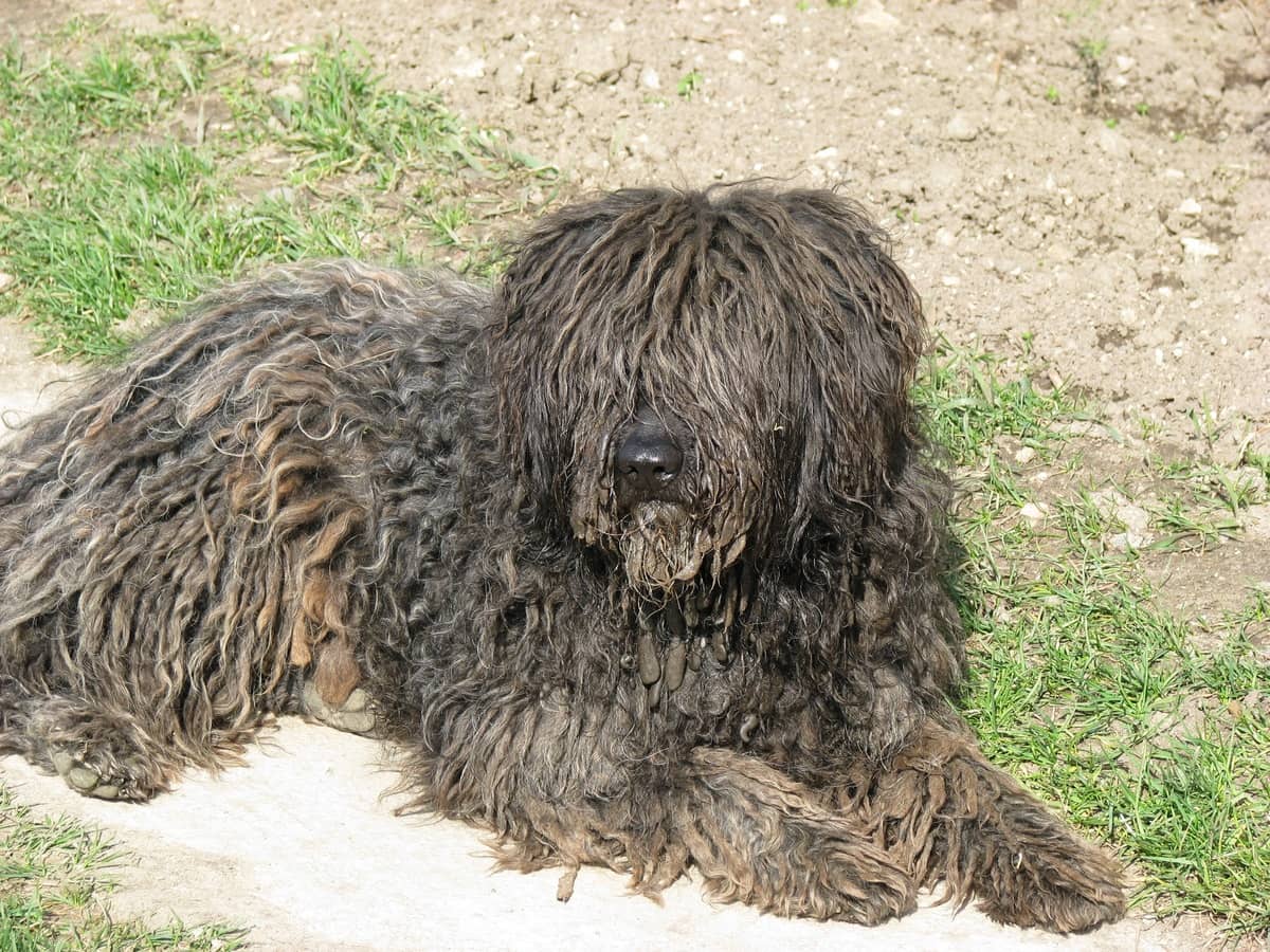 Newfoundland köpeği