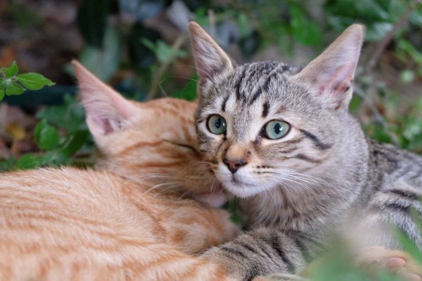 Ocicat Kedisi