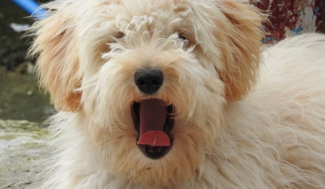 Old English Sheepdog köpeği