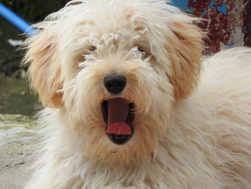 Old English Sheepdog köpeği