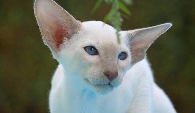 Oriental Shorthair kedisi