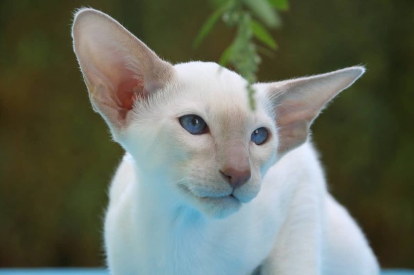 Oriental Shorthair kedisi