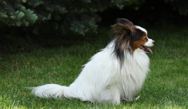 Papillon köpeği