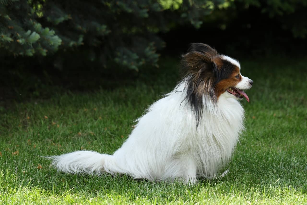 Papillon köpeği