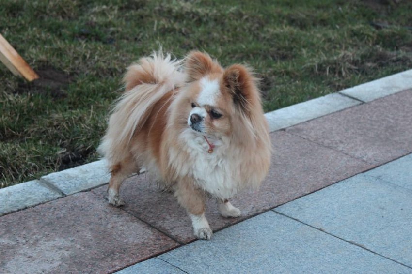 Pekingese köpeği