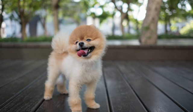 Pomeranian Boo