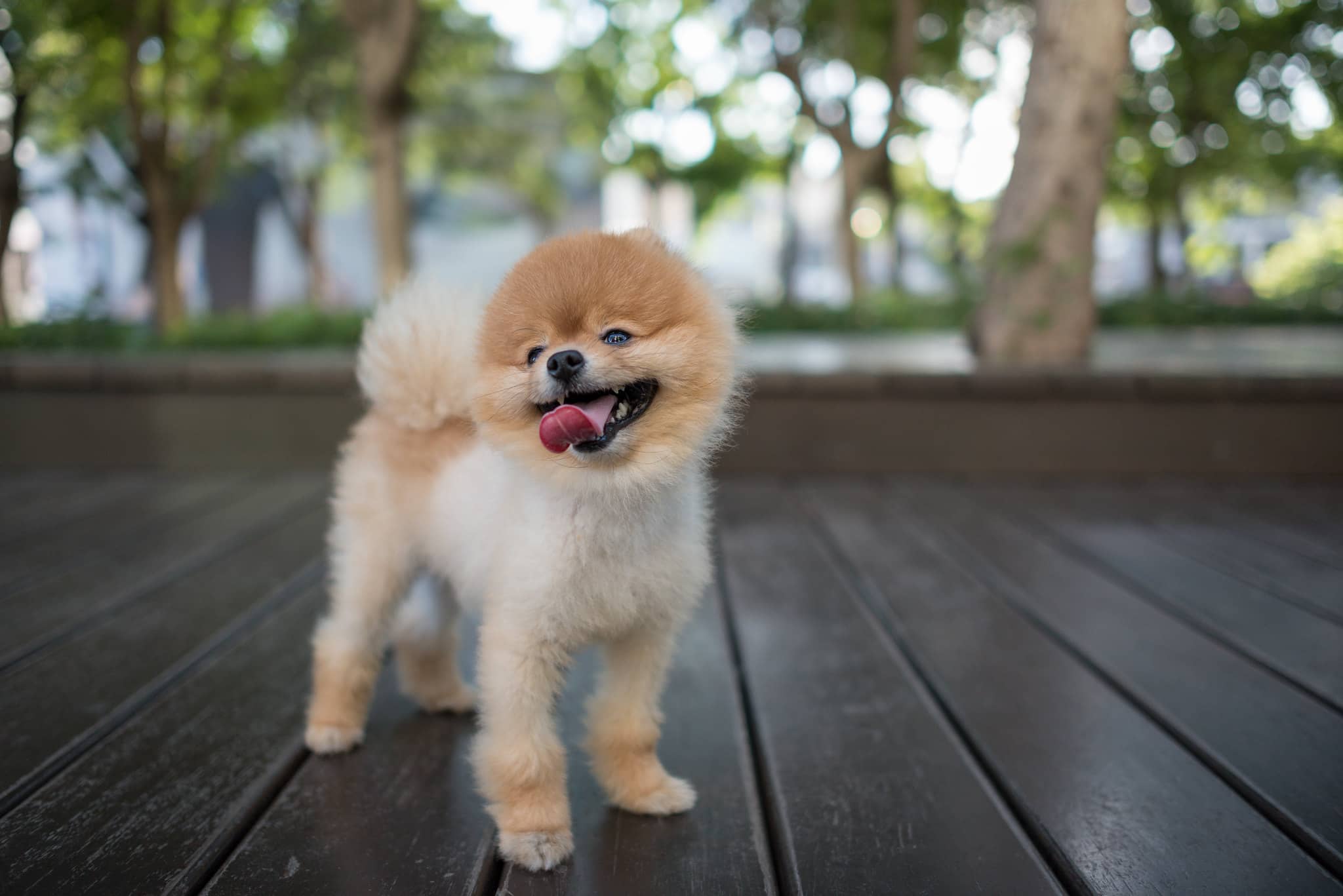 Pomeranian Boo