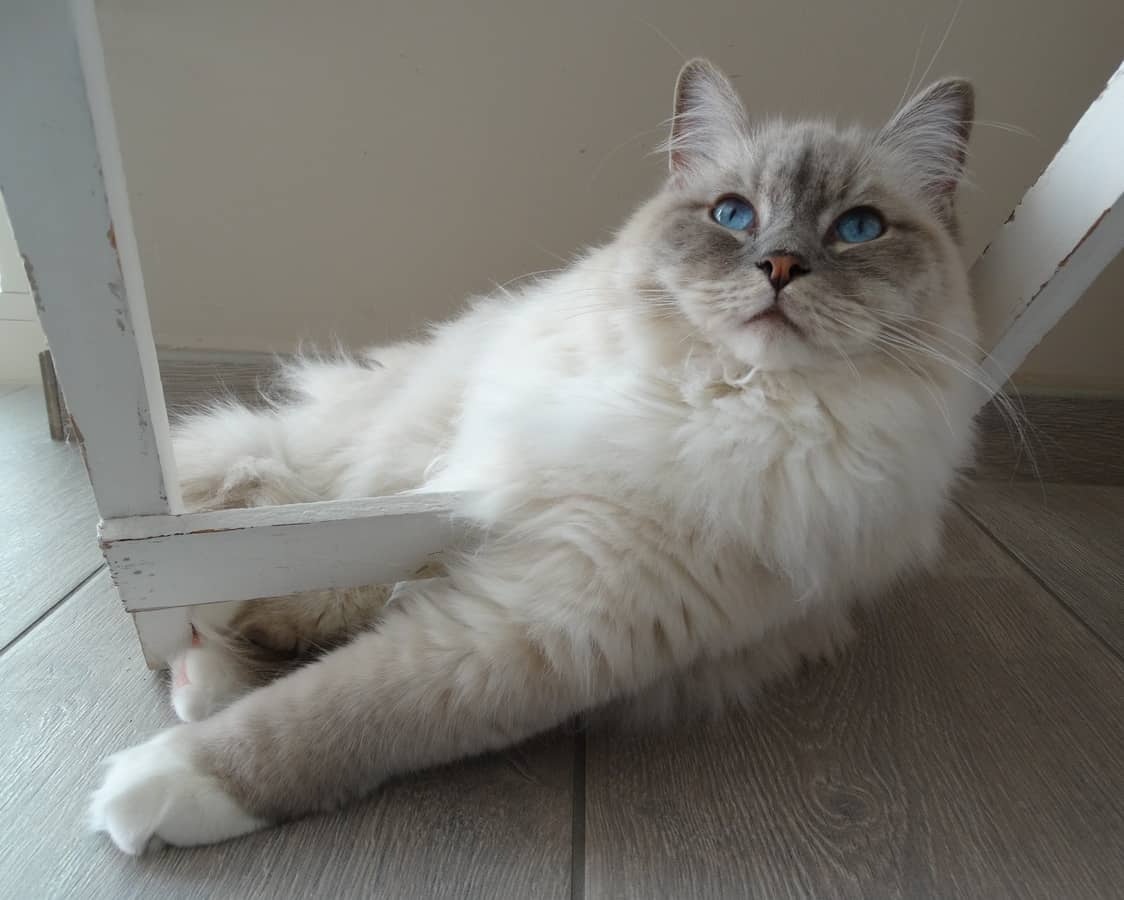 Ragdoll Kedisi