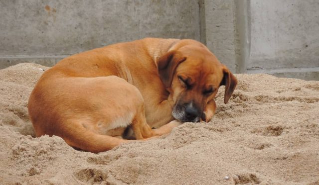 Rhodesian Ridgeback köpeği