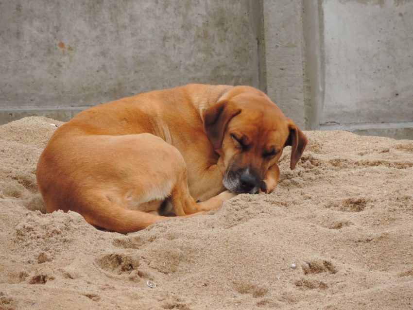 Rhodesian Ridgeback köpeği