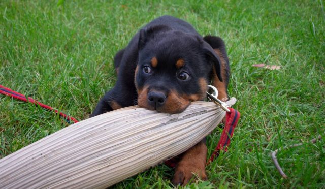 Rottweiler köpeği