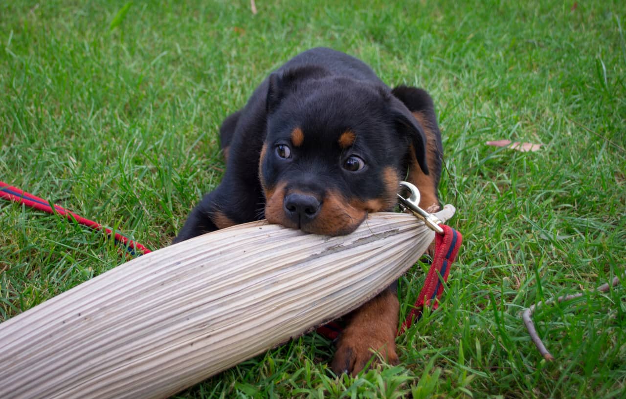 Rottweiler köpeği