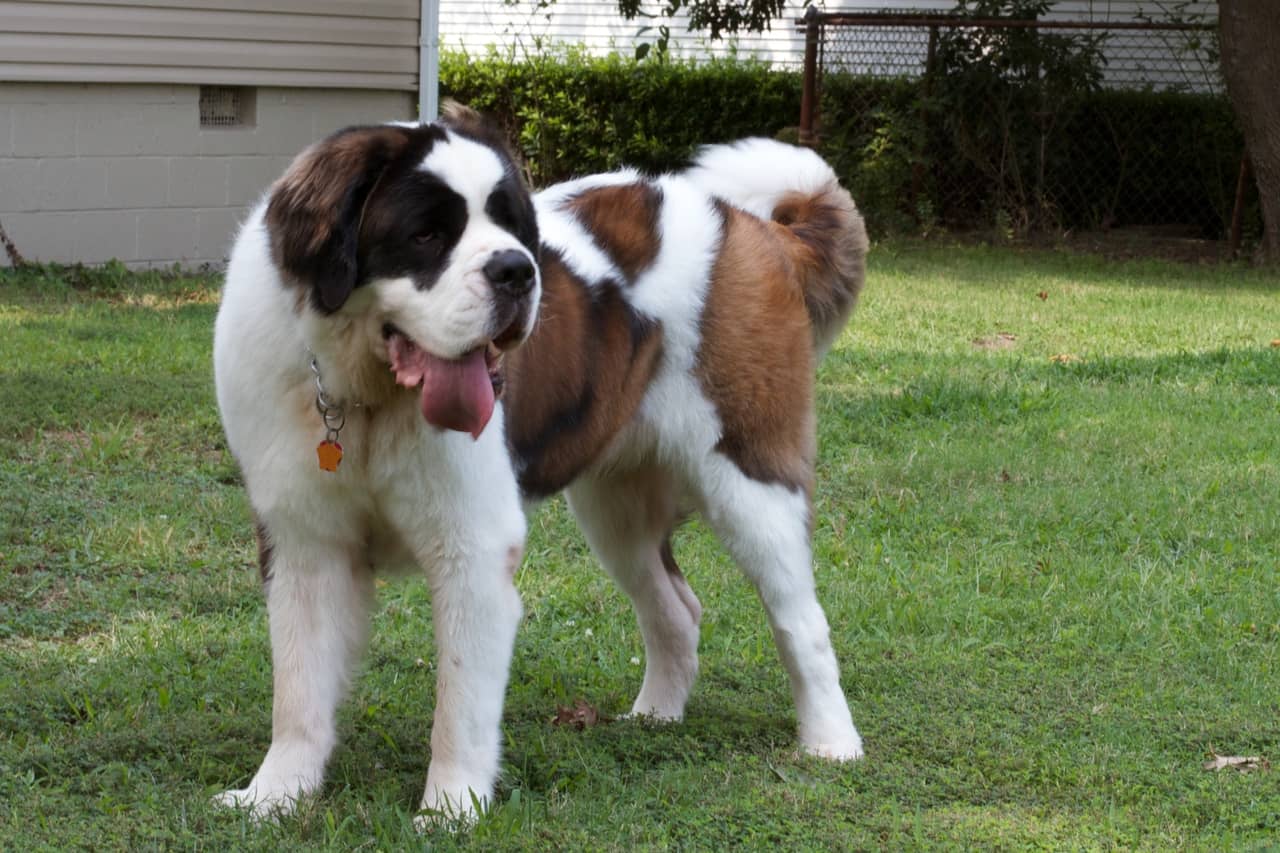 Saint Bernard köpeği