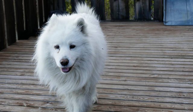 Samoyed köpeği