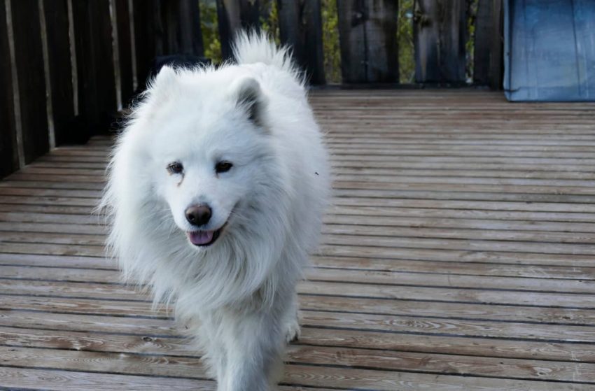 Samoyed köpeği