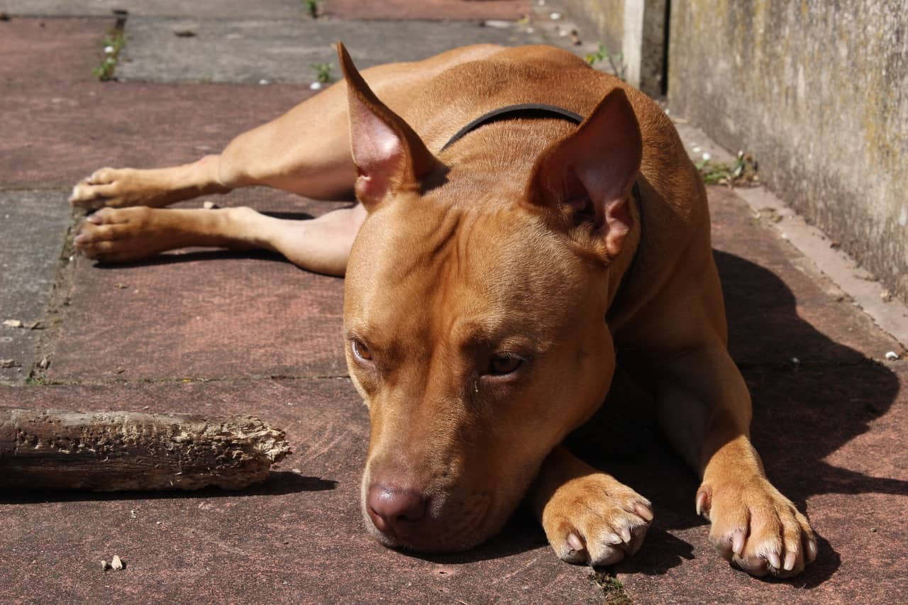 Staffordshire Bull Köpeği