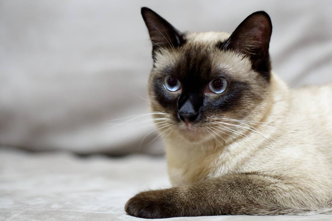 Tonkinese Kedisi