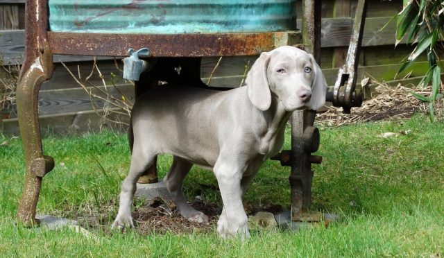 Weimaraner köpeği