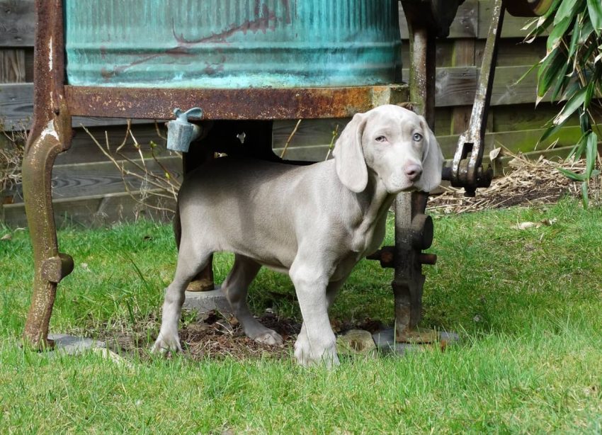 Weimaraner köpeği