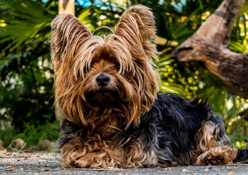 Yorkshire Terrier köpeği