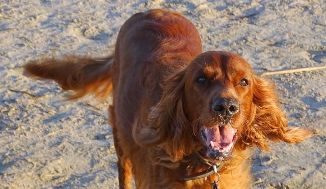 irish Setter köpeği