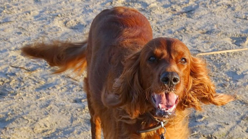 irish Setter köpeği