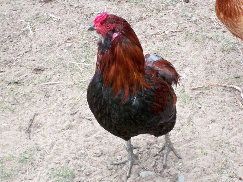 Araucana tavuğu