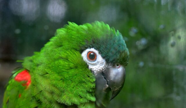 Asker Ara Macaws Papağanı