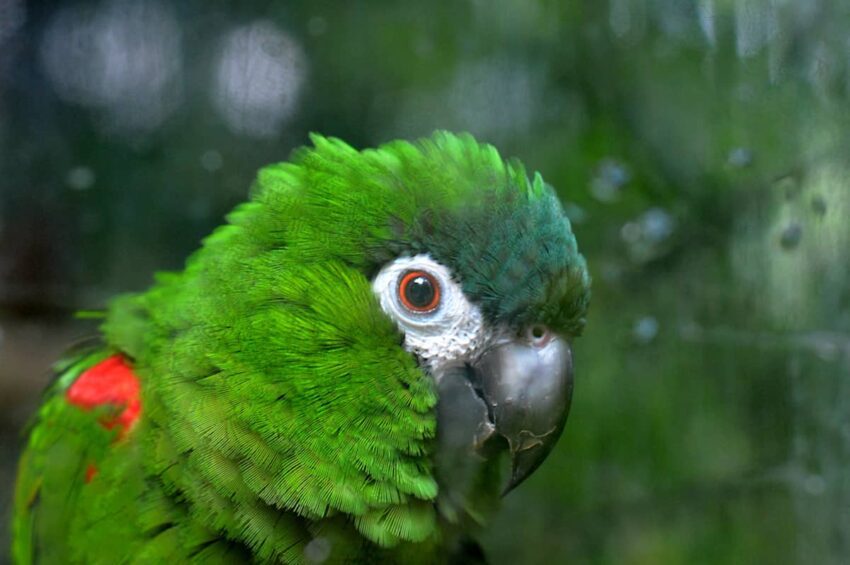 Asker Ara Macaws Papağanı