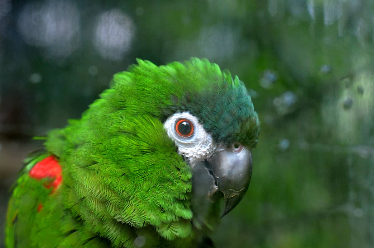 Asker Ara Macaws Papağanı