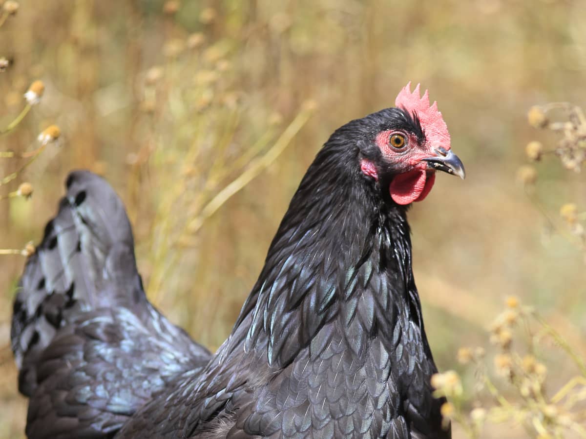 Australorp Tavuğu​