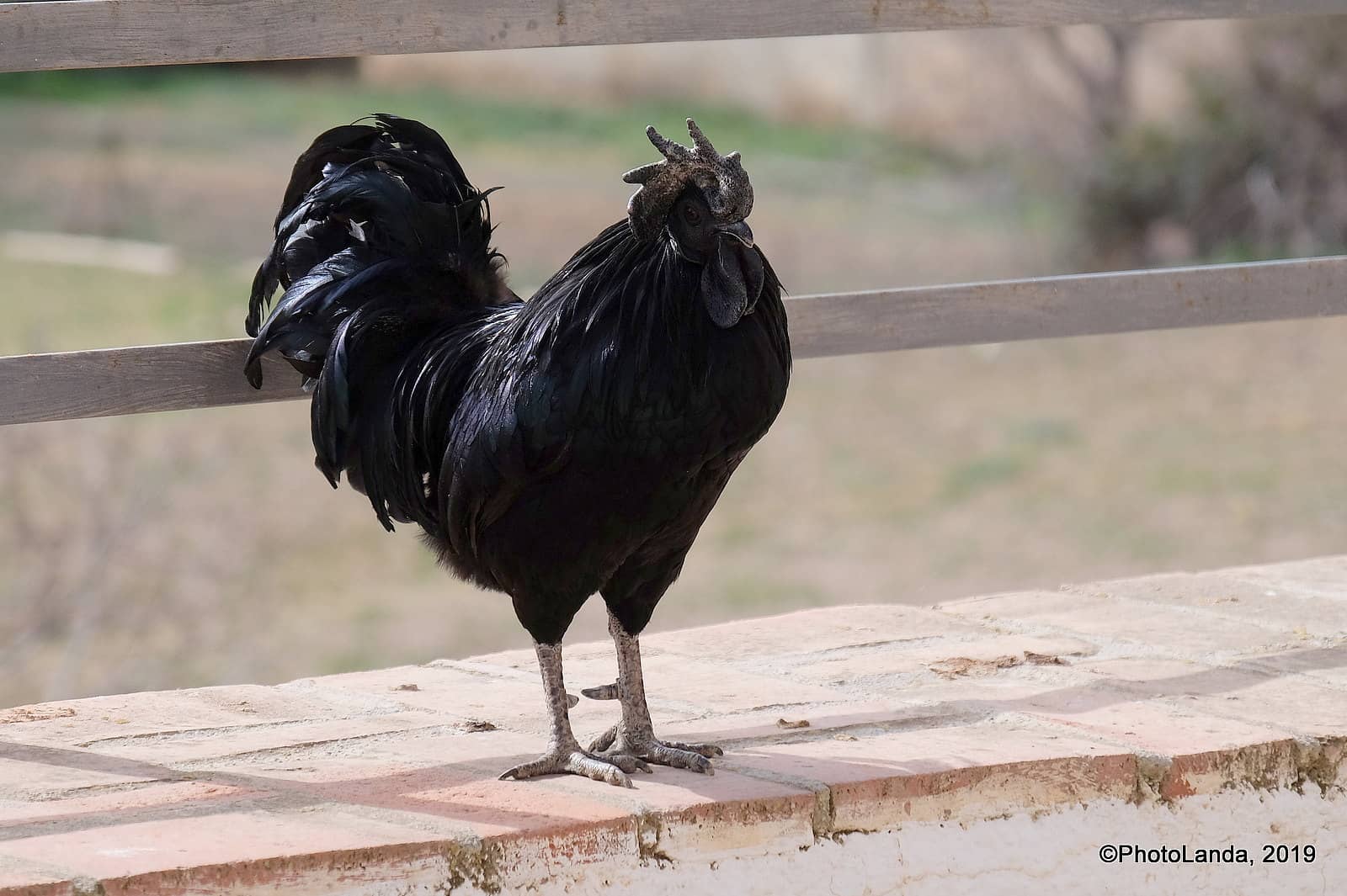 Ayam cemani tavuğu​​