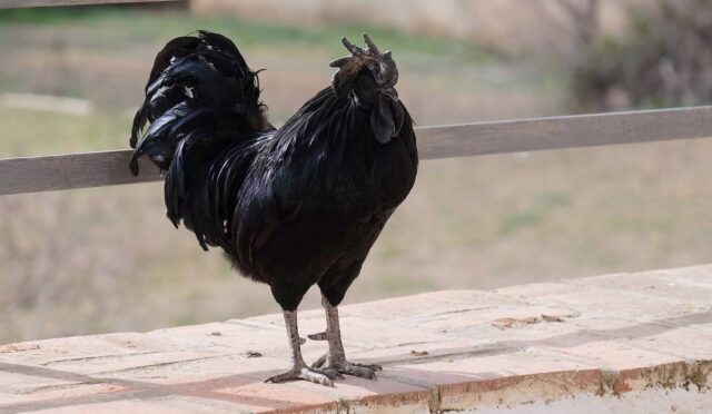 Ayam cemani tavuğu​​