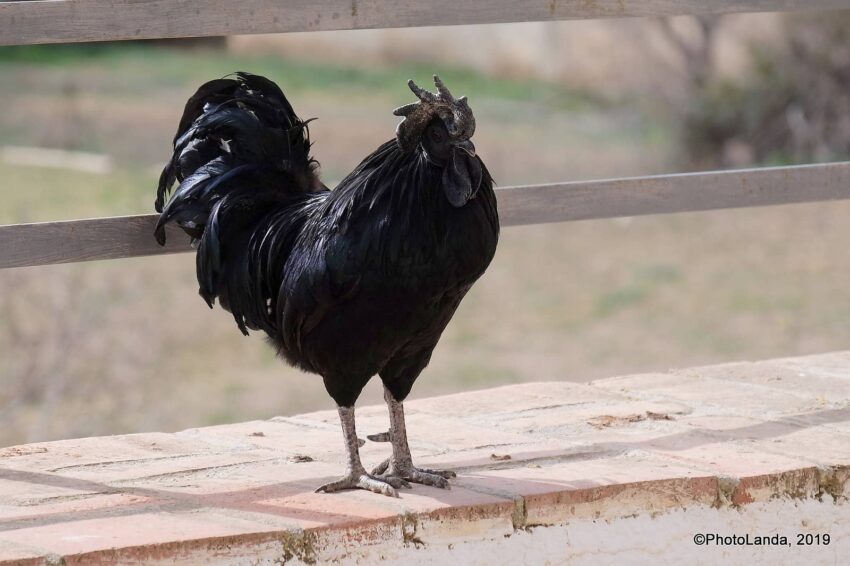 Ayam cemani tavuğu​