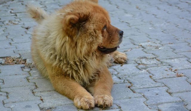 Çin Aslanı köpeği