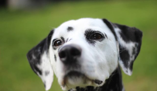 Dalmaçyalı köpeği