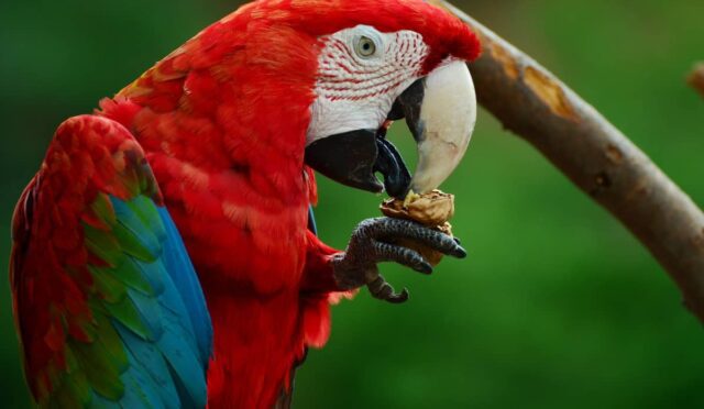 Hahn Ara macaws Papağanı​