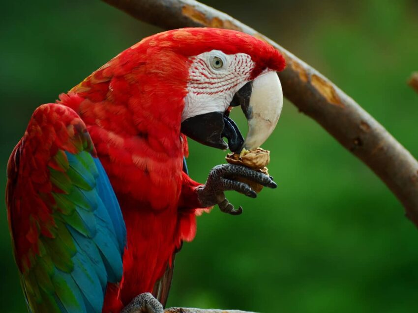 Hahn Ara macaws Papağanı​