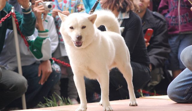 Hokkaido Ainu köpeği