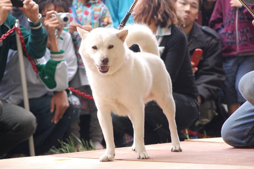 Hokkaido Ainu köpeği